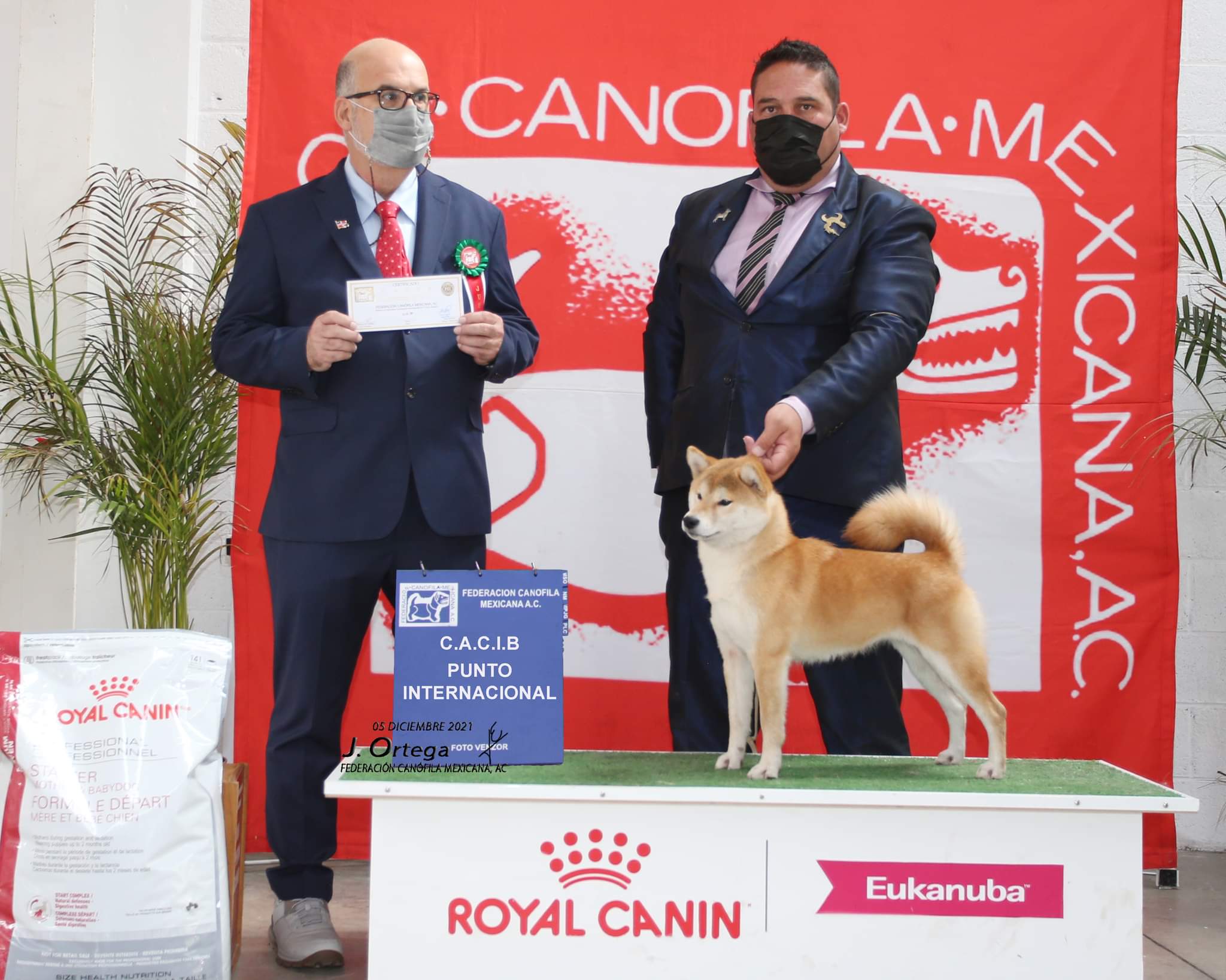 Gonvar Kennel Akita Americano & Shiba Inu Nuestros Shibas